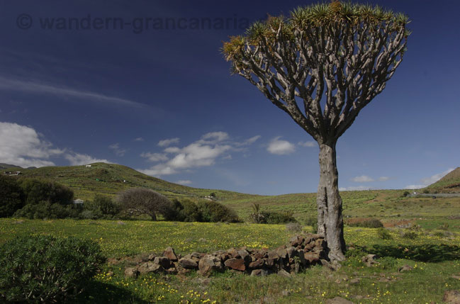Drachenbaum auf Gran Canaria